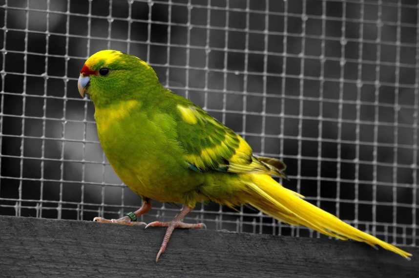 попугаи новозеландские