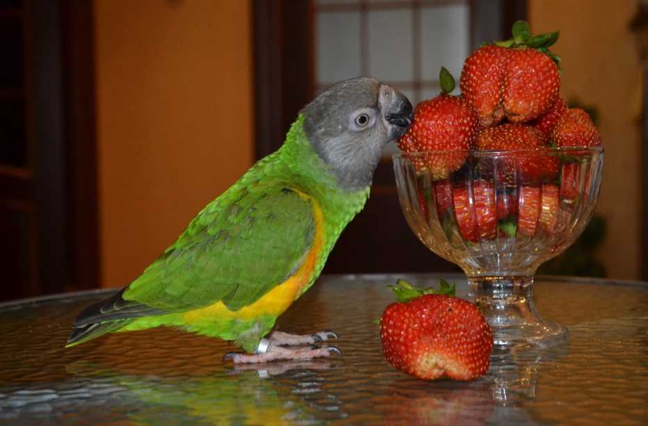 уход в домашних условиях сенегальский попугай 