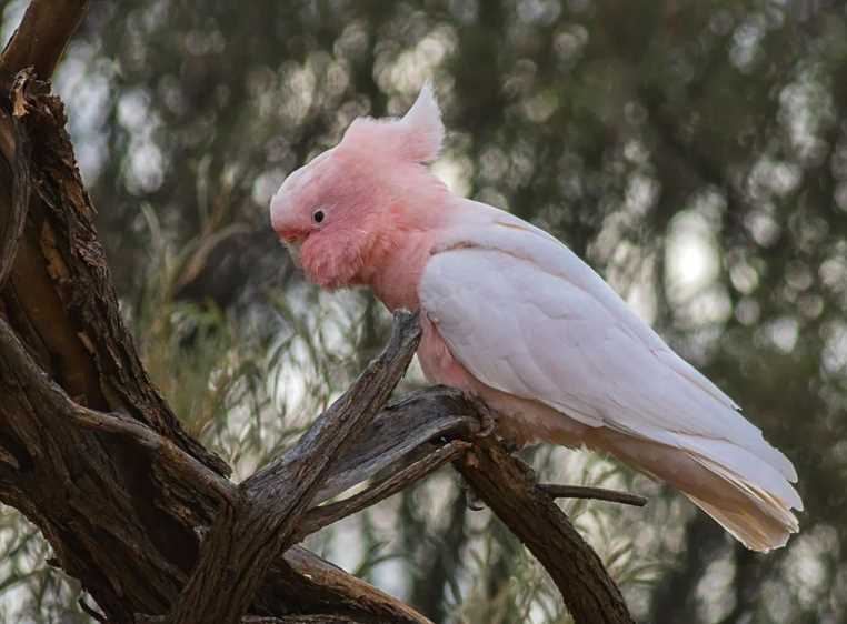  попугай розовый какаду