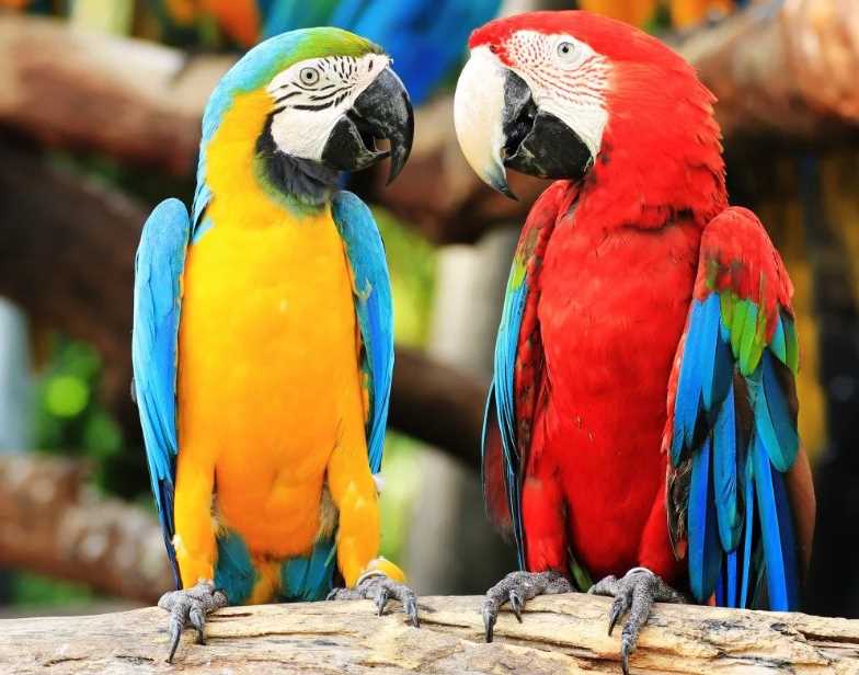 умные попугаи