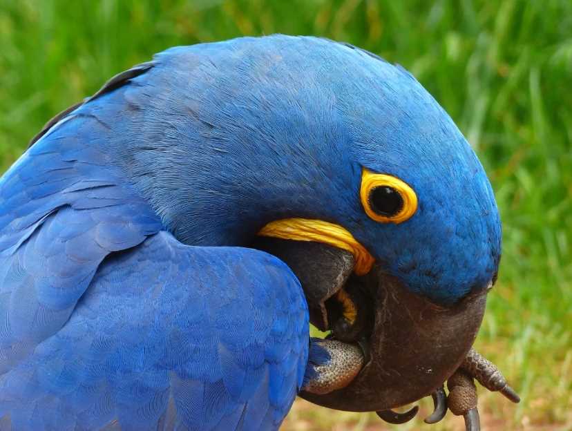голубой попугай ара