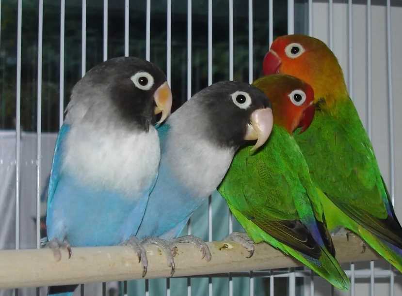 сколько живут попугаи неразлучники