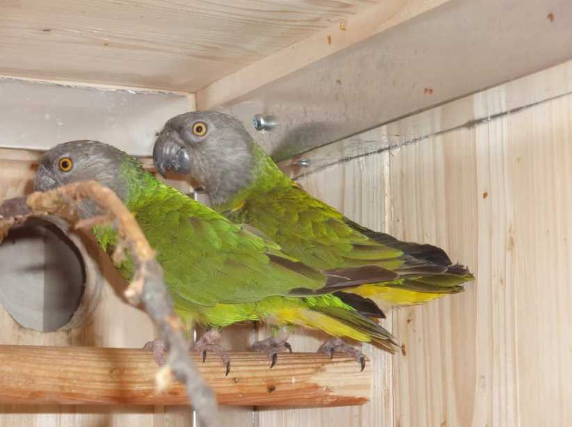 сенегальский попугай содержание дома