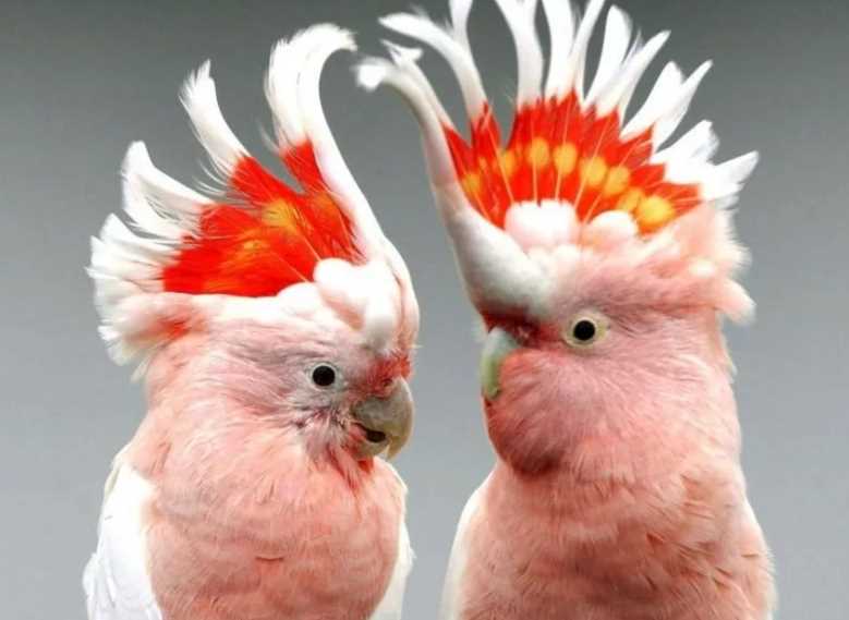 розовый попугай
