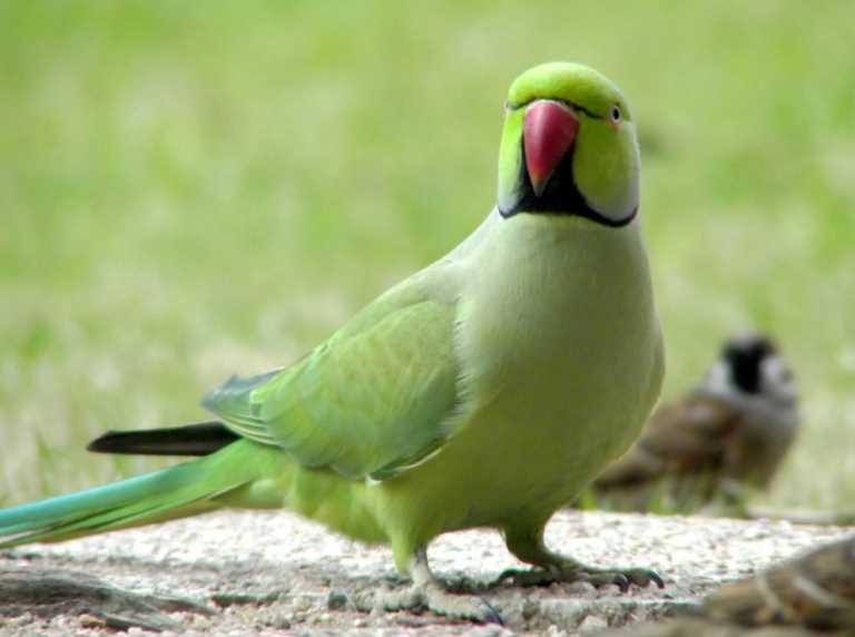 попугаев сколько видов существует