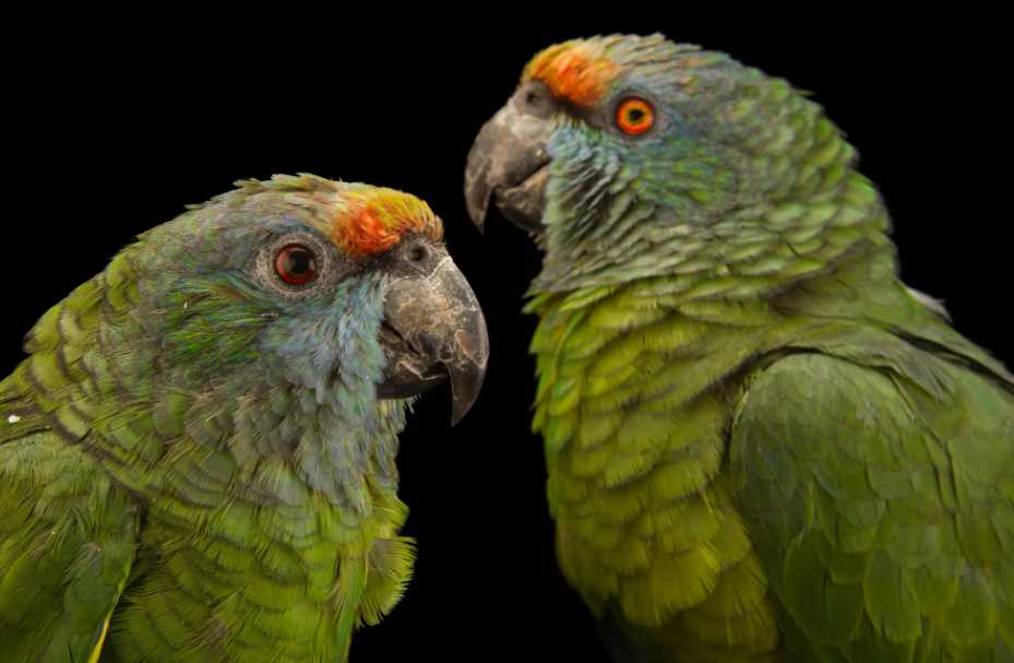 амазоны попугаи виды