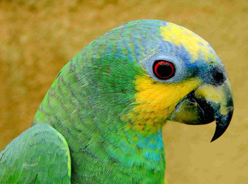 попугай венесуэльский амазон