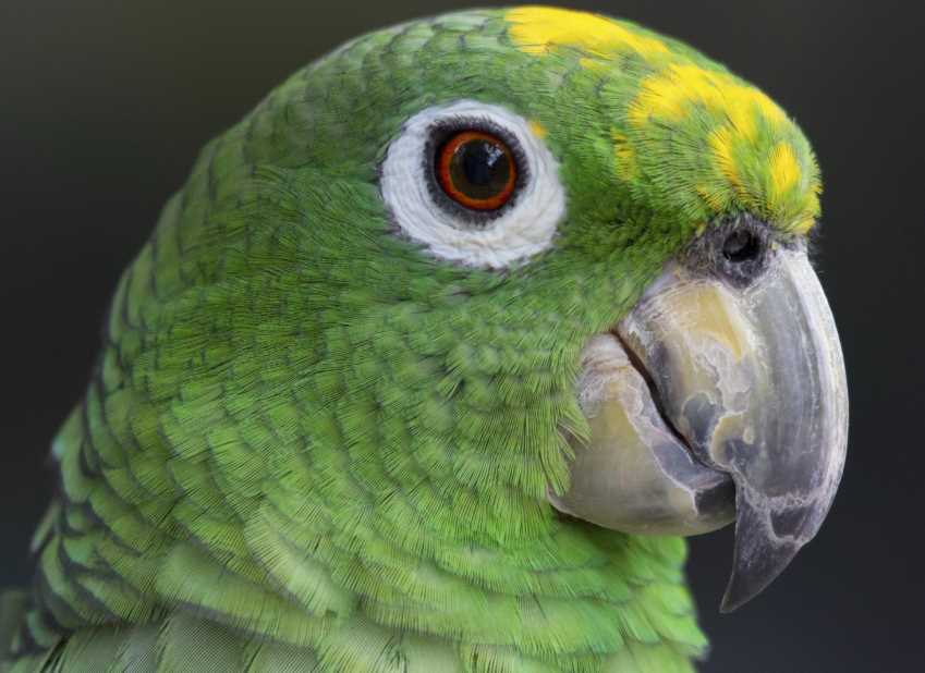 амазоны виды попугаи 