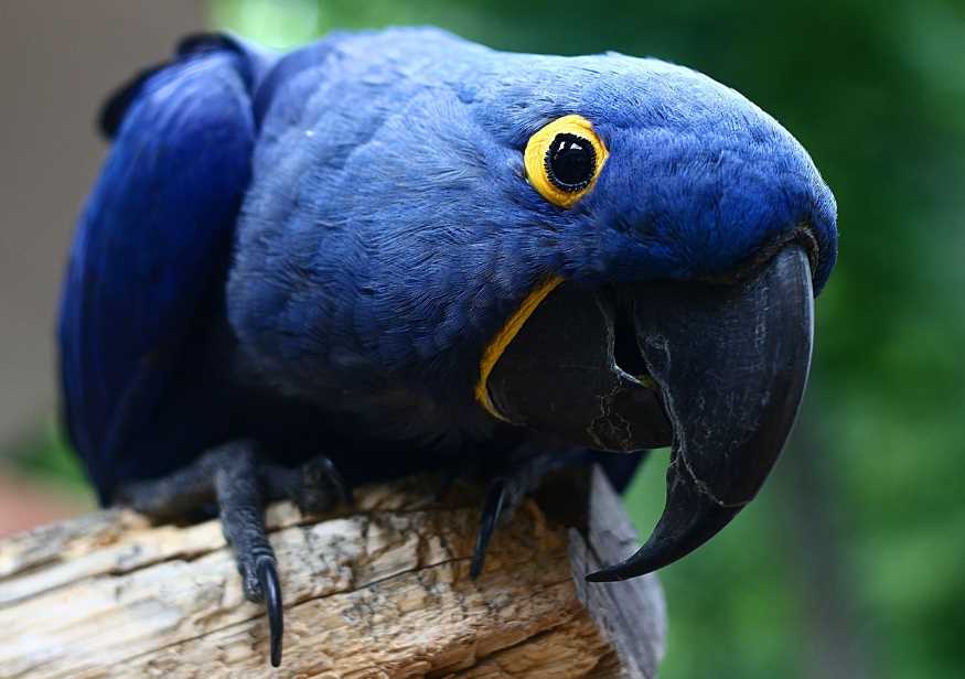 попугай гиацинтовый ара