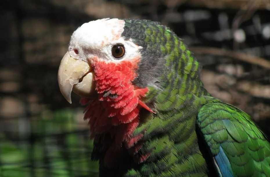 виды амазоны попугаи