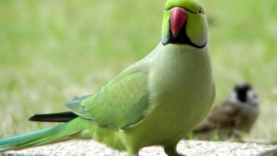 Photo of Ожереловый попугай — продолжительность жизни