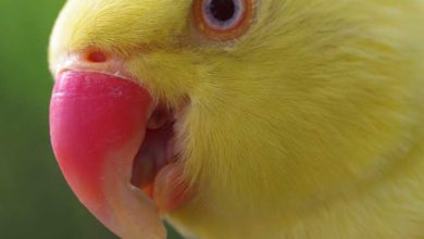 Photo of Почему волнистый попугай открывает рот как будто разговаривает