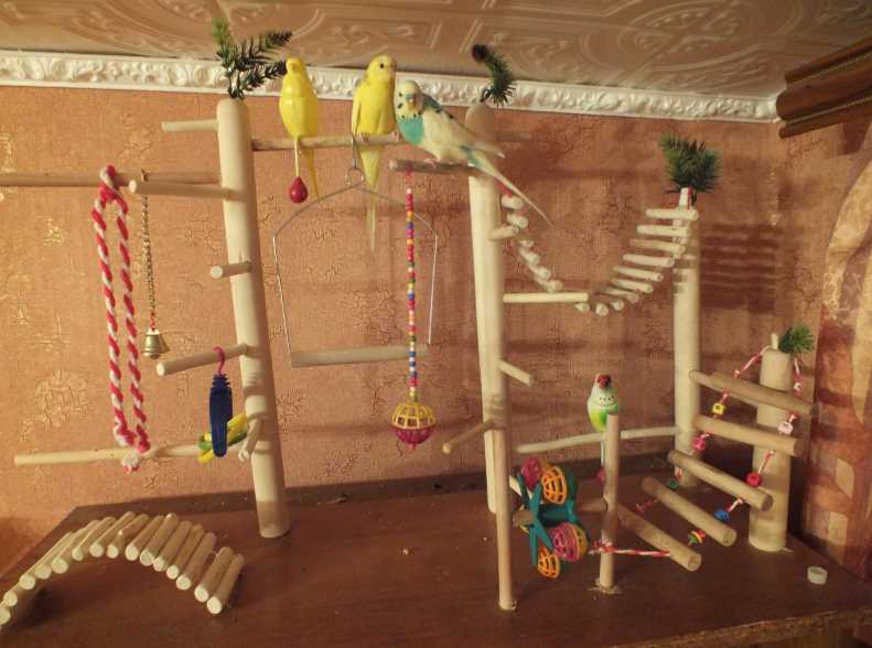Игровой стенд для попугая – рекомендации по выбору