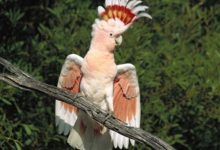 Photo of Попугай какаду — продолжительность жизни