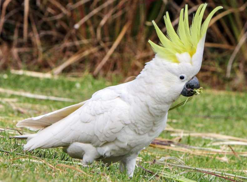 самые красивые попугаи в мире