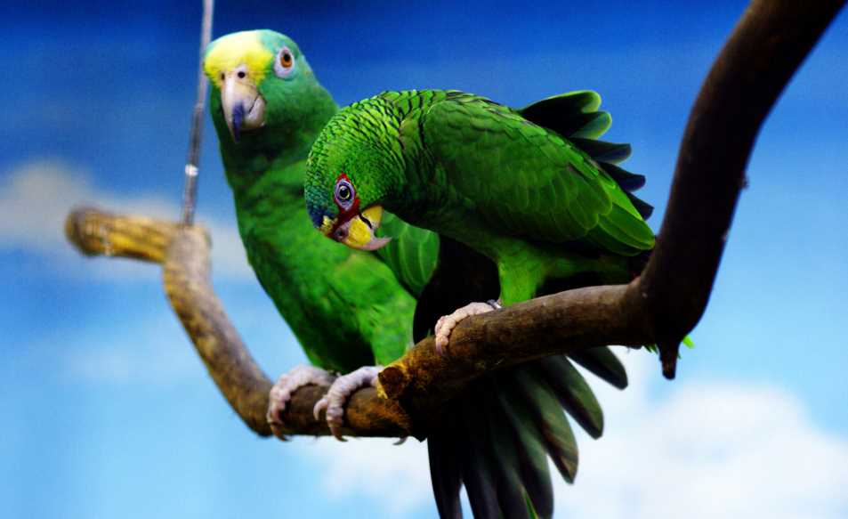 попугаи красивые 
