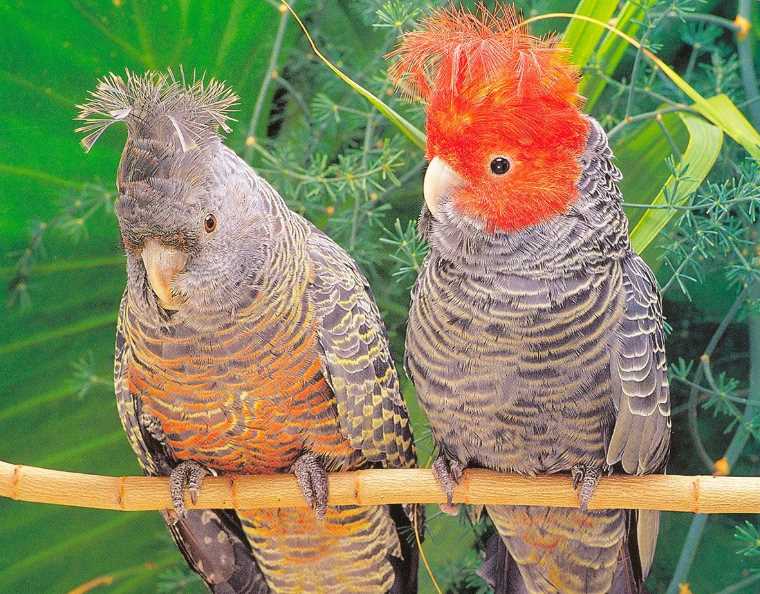 самые красивые попугаи