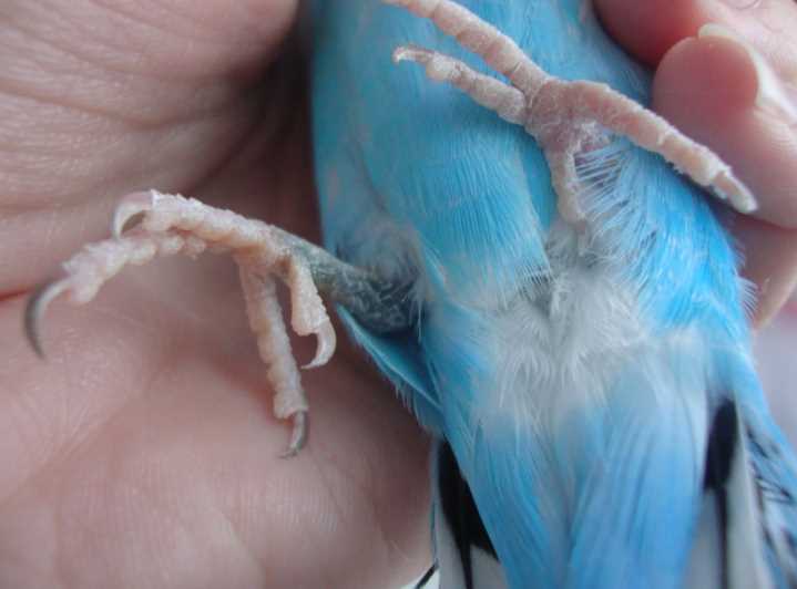 синие лапы у попугая волнистого 