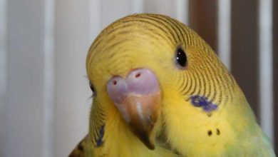 Photo of Почему попугай дрожит и трясет хвостом