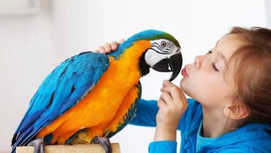 Photo of Самые говорящие породы попугаев