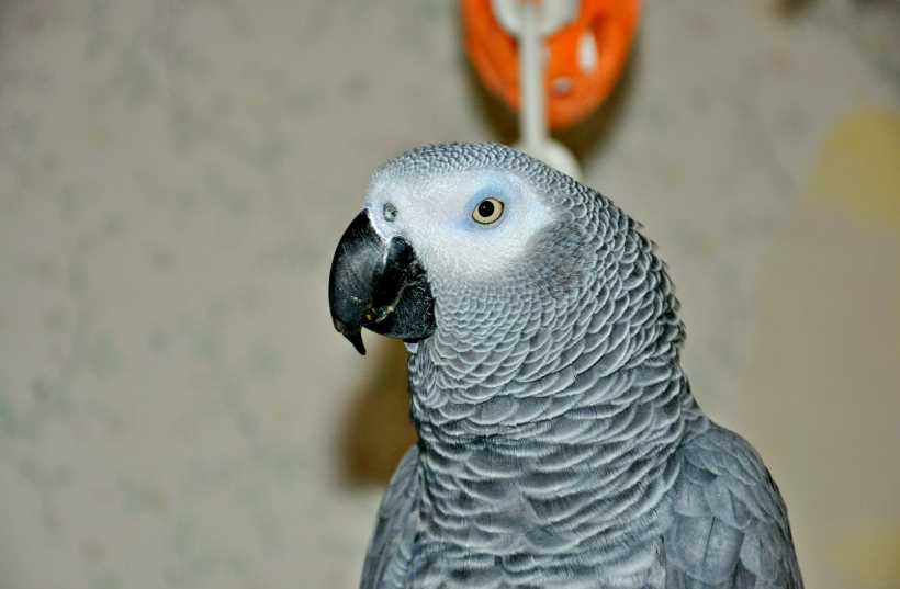 Сколько живут попугаи жако в домашних условиях