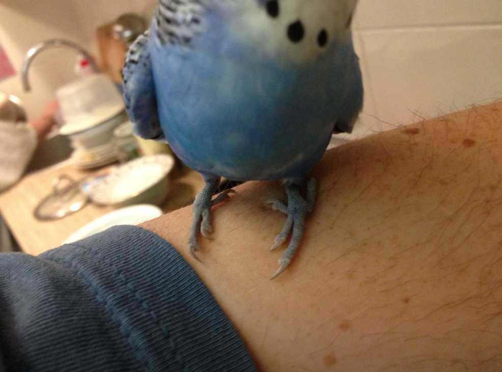 синие лапки у попугая волнистого 