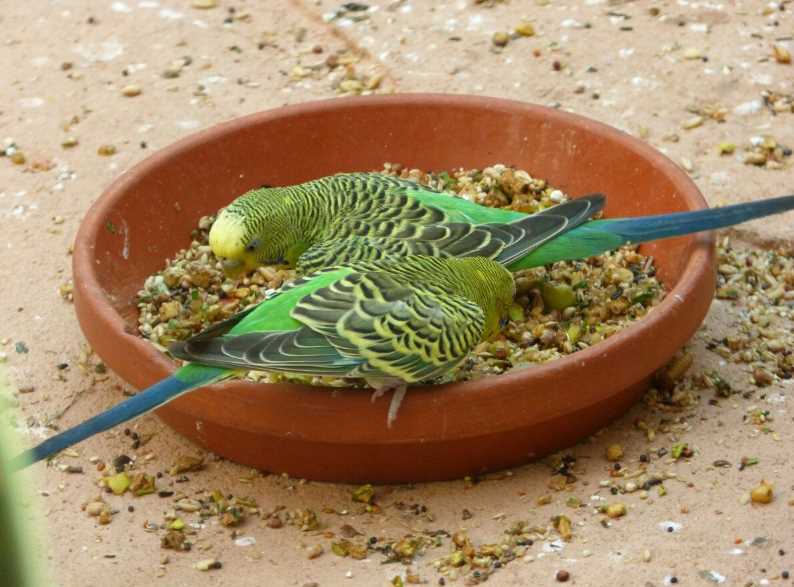 сколько волнистый попугай может прожить без еды