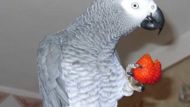 Photo of Корм для попугаев жако — чем лучше кормить?