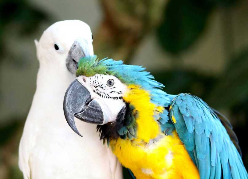 интересные факты о волнистых попугаях