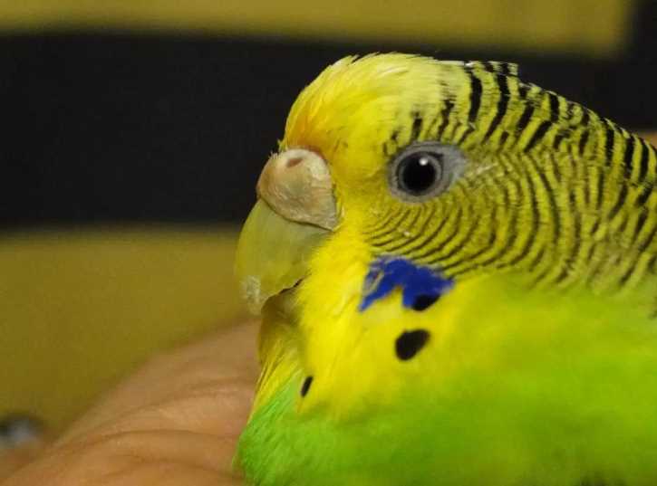 воспаление зоба у волнистых попугаев лечение в домашних условиях