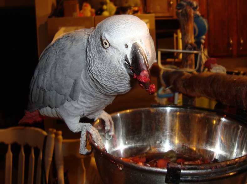 чем кормить попугая жако