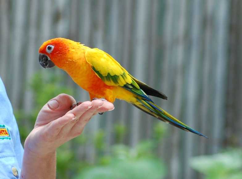 самый красивый в мире попугай 