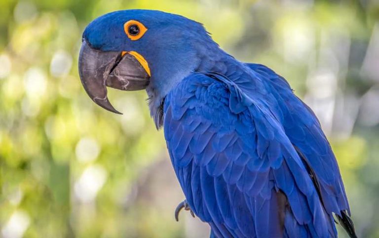 Самые дорогие и редкие попугаи в мире