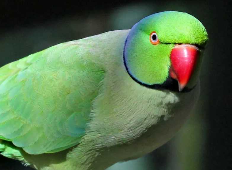 ожереловый попугай сколько живут