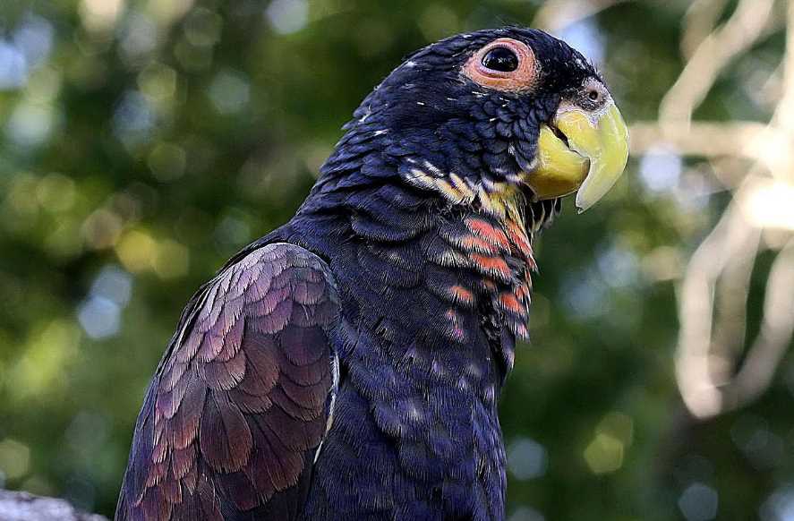 самые красивые в мире попугаи 