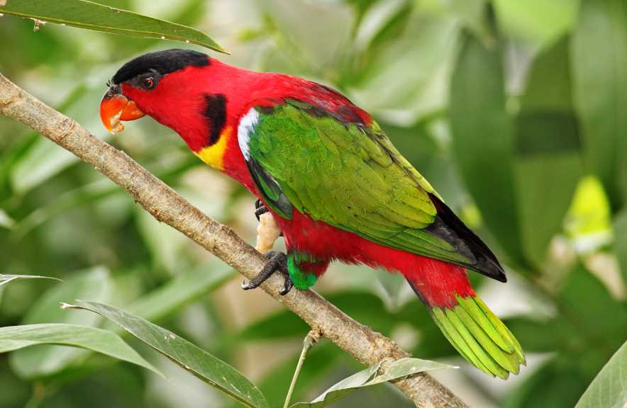 самые в мире красивые попугаи 