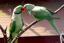 Photo of Как определить пол ожерелового попугая