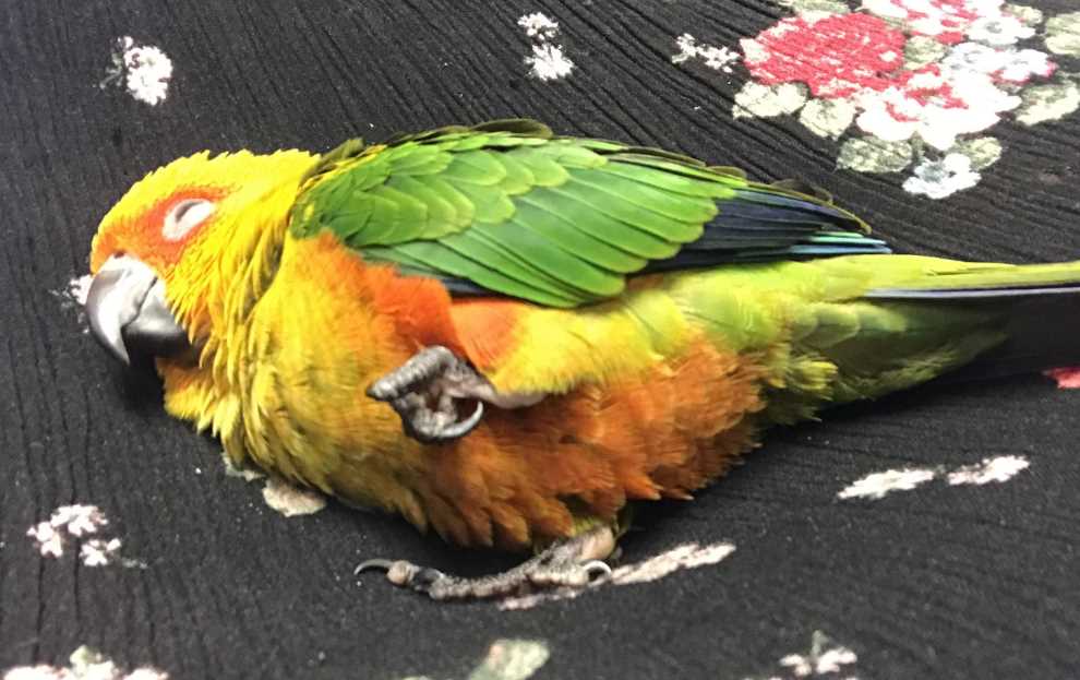 Попугай постоянно спит