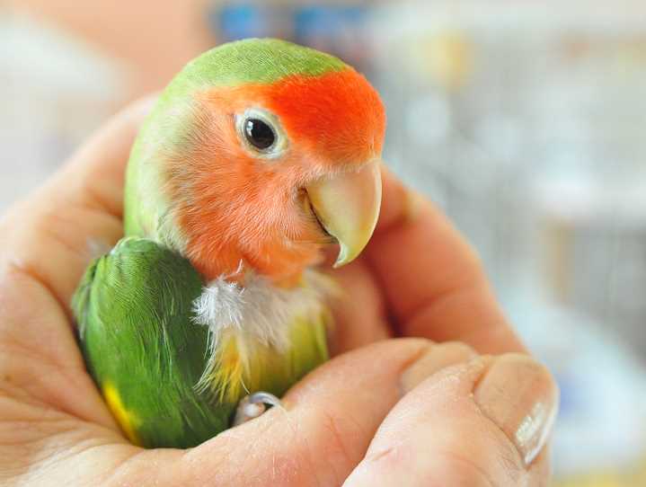 как дать активированный уголь попугаю 