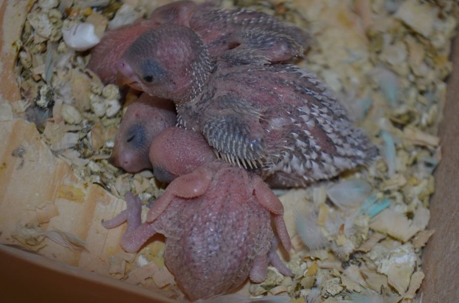 поведение волнистого попугая самки перед кладкой яиц
