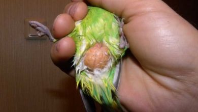 Photo of Липома у волнистого попугая — что это такое?