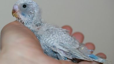 Photo of Птенцы волнистых попугаев