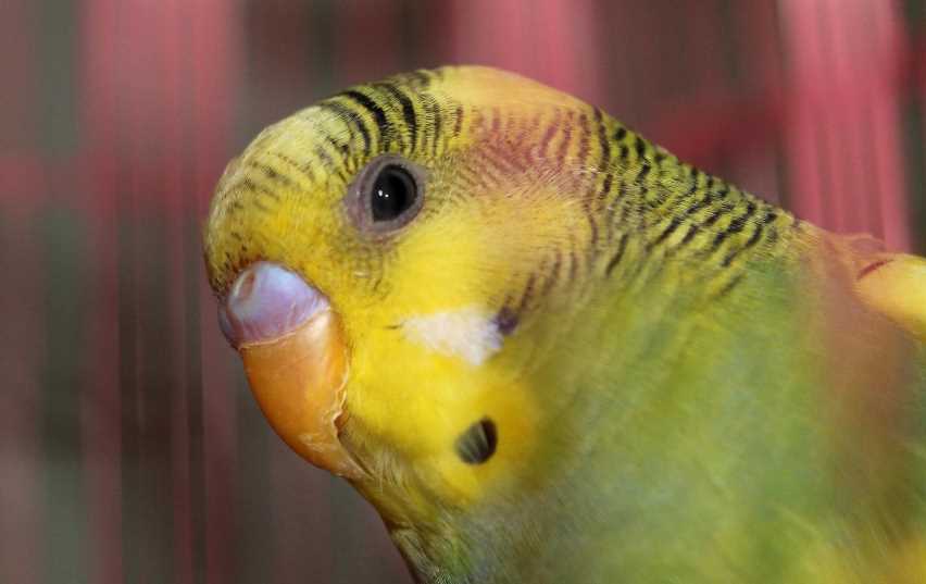 Беременный попугай