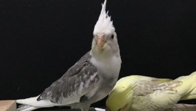 Photo of Попугай корелла шипит и кусается — что делать?