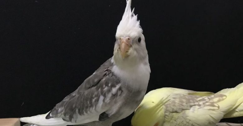Photo of Попугай корелла шипит и кусается — что делать?