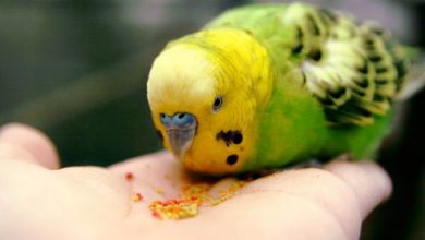 Photo of Что едят попугаи