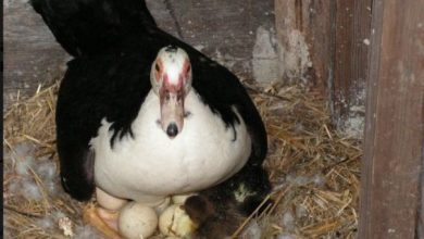 Photo of Когда индоутки начинают нести яйца в первый раз