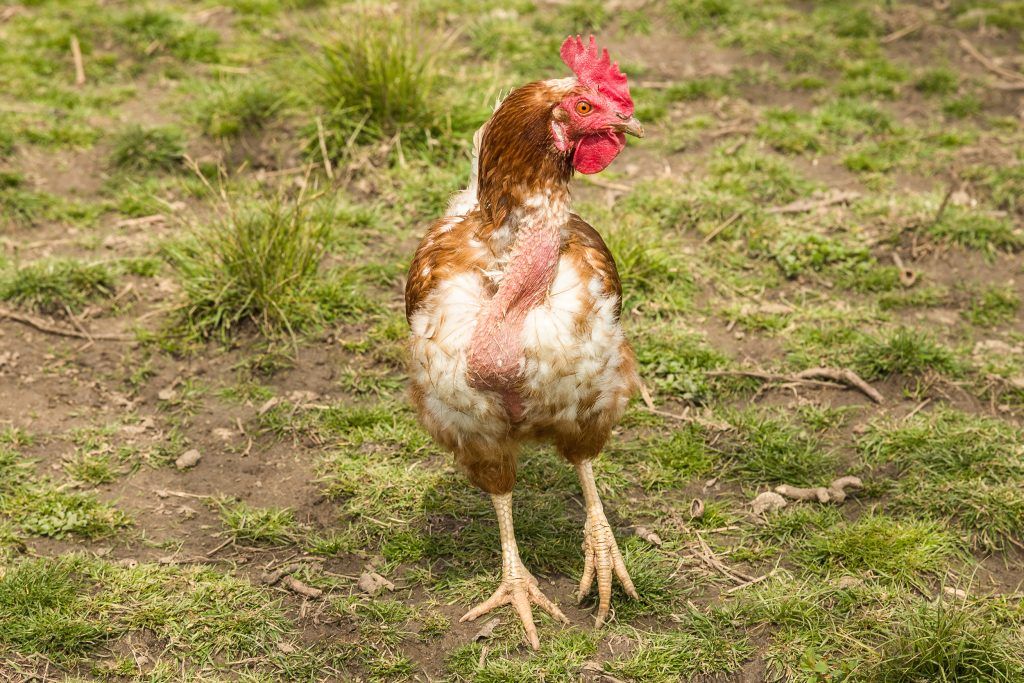 Лысая курица — почему это происходит