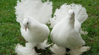 Photo of Декоративные породы голубей — какие бывают