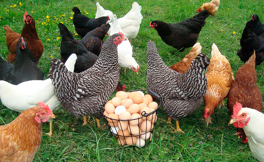 Сколько живет курица и петухи в домашних условиях
